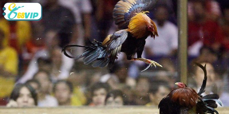 Chi tiết những hình thức thi đấu đá gà Thái Lan cần nắm rõ