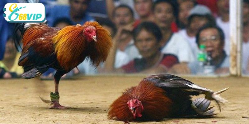 Những ưu điểm vượt trội của hình thức chọi gà Thái Lan