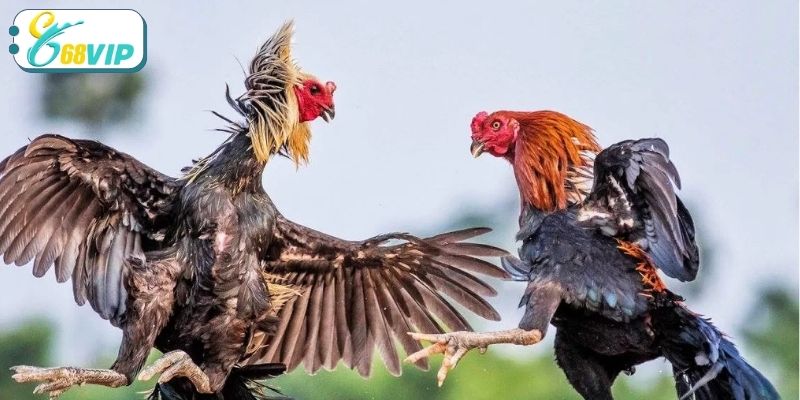 Khái quát sơ lược sảnh đấu chiến kê